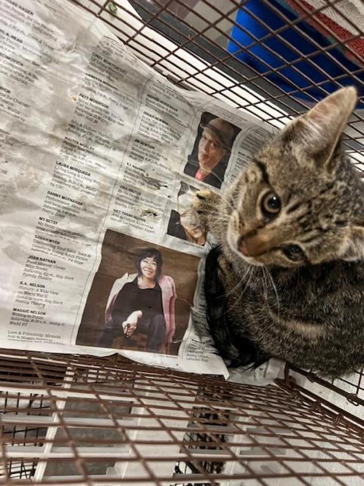 Shelter Stray Male Cat last seen , Los Angeles, CA 91405