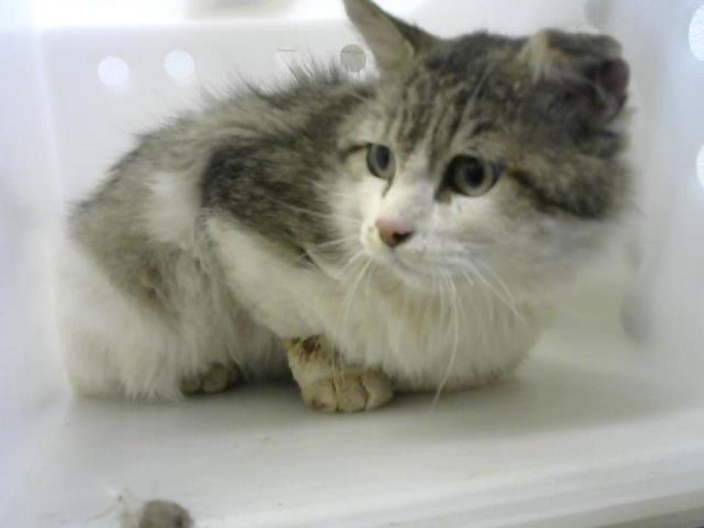Shelter Stray Male Cat last seen ATRISCO VISTA BLVD AND CENTRAL AVE, Albuquerque, NM 87105