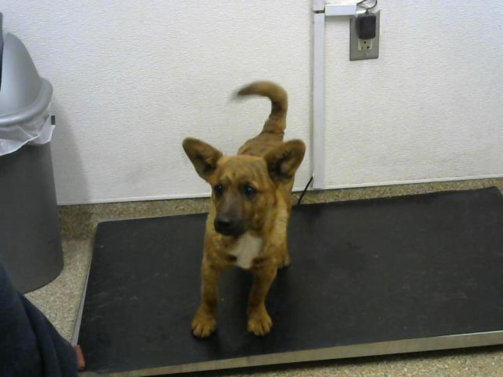 Shelter Stray Male Dog last seen RIO BRAVO AND ISLETA, Albuquerque, NM 87105