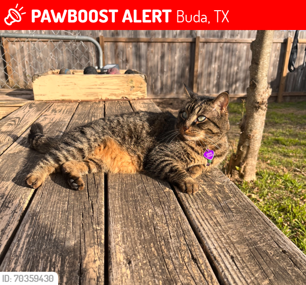Lost Male Cat last seen Bayou Bend and Chalk Draw in Whispering Hollow, Buda, TX 78610