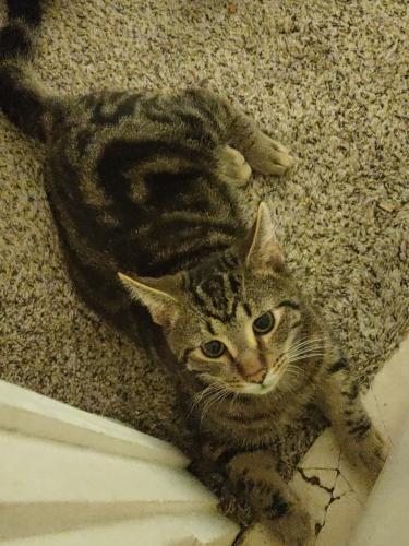 Lost Male Cat last seen Salt Springs Rd, Youngstown, OH 44509