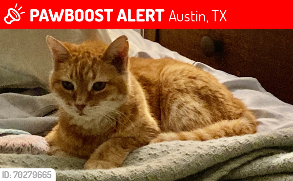 Lost Female Cat last seen Daughterty and Peagram St., Austin, TX 78757