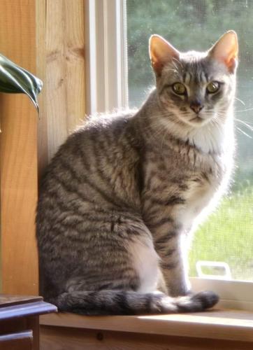 Lost Female Cat last seen peachvale/hale haven/orchard drive , Montville, CT 06382
