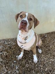 Reunited Male Dog last seen Oak Cliff - Downtown area, Dallas, TX 75211
