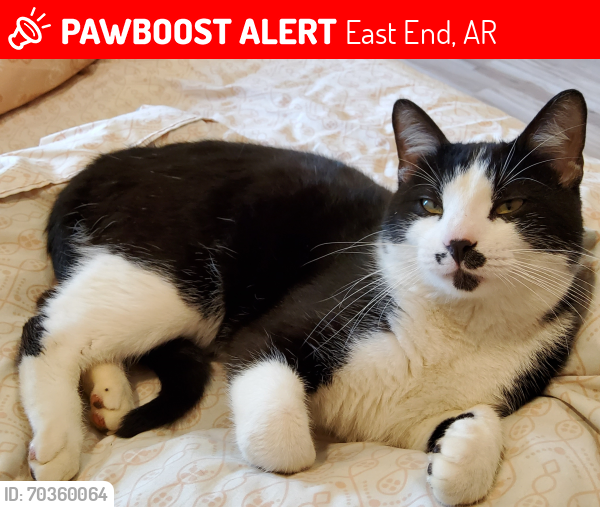 Lost Male Cat last seen Dogwood Trail (off Chicot Road), East End, AR 72103