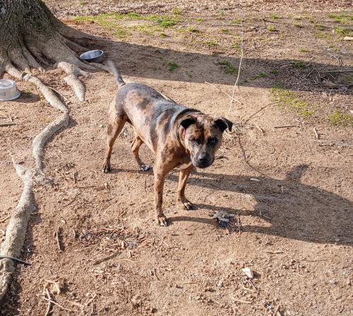 Lost Female Dog last seen Enochville rd Kannapolis nc , Kannapolis, NC 28081