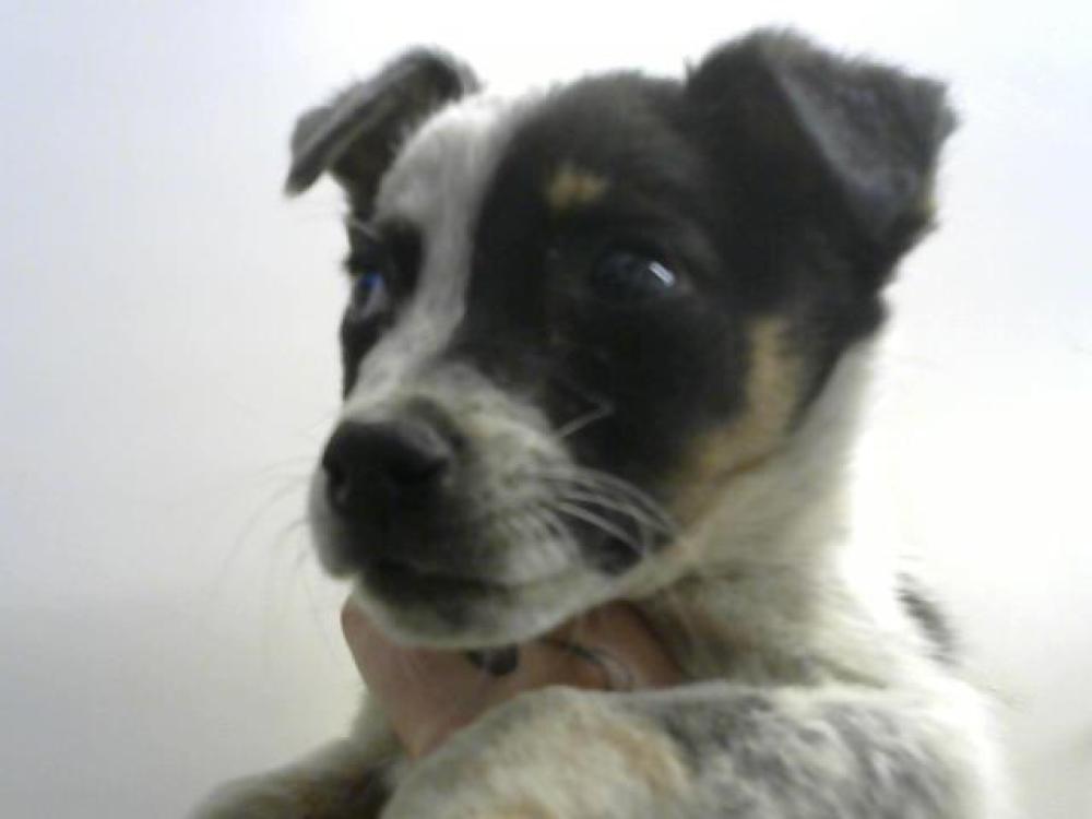 Shelter Stray Male Dog last seen BLAKE AND COORS, Albuquerque, NM 87105