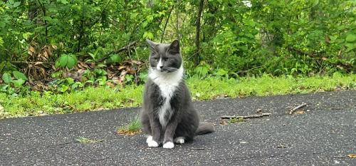 Lost Male Cat last seen Rice Branch rd., Asheville, NC 28804