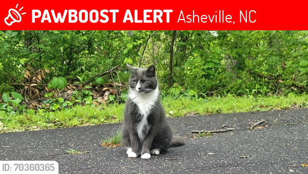 Lost Male Cat last seen Rice Branch rd., Asheville, NC 28804