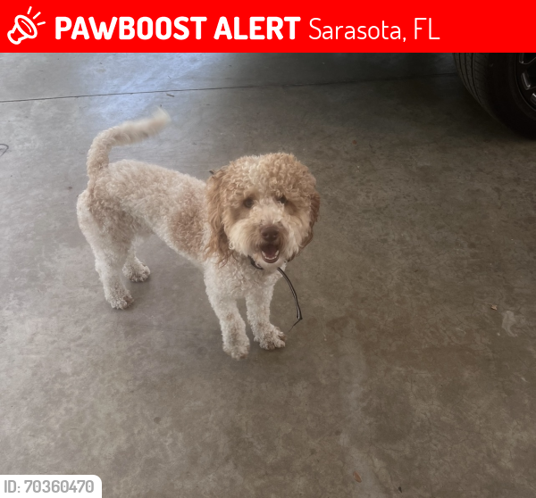 Lost Female Dog last seen Amanda and Webber , Sarasota, FL 34232