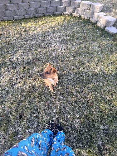Lost Male Dog last seen walmart, Salt Lake City, UT 84118