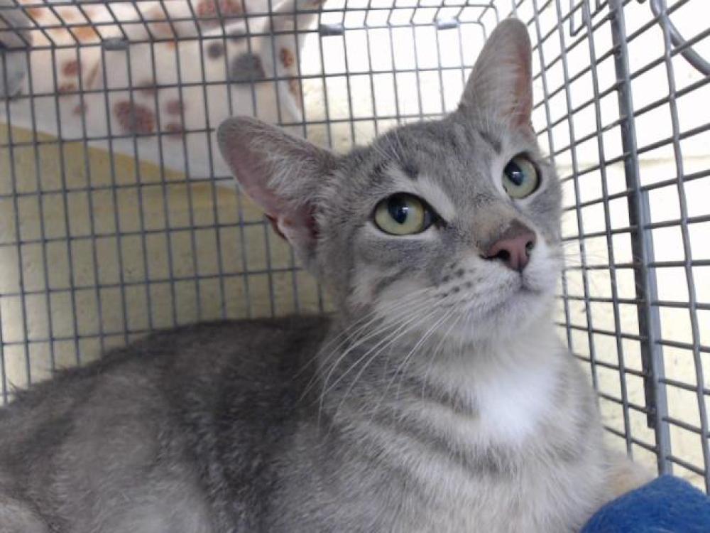 Shelter Stray Female Cat last seen , Downey, CA 90242