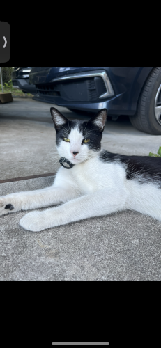 Lost Male Cat last seen Near Sydney Road , Plant City, FL 33566