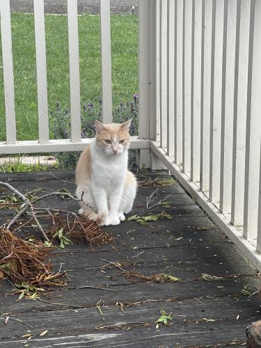 Lost Male Cat last seen Wren Avenue, Concord, CA 94519