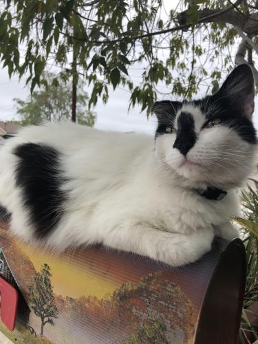 Lost Female Cat last seen Near Mount Aclare Ave, San Diego, CA 92111
