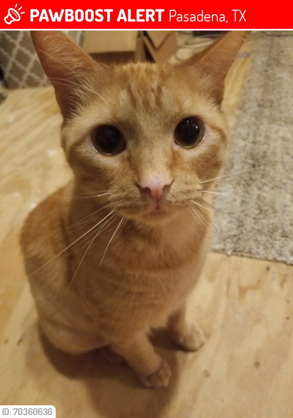 Lost Male Cat last seen Allen-Genoa & Fox Hollow 77504, Pasadena, TX 77504