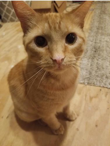 Lost Male Cat last seen Allen-Genoa & Fox Hollow 77504, Pasadena, TX 77504