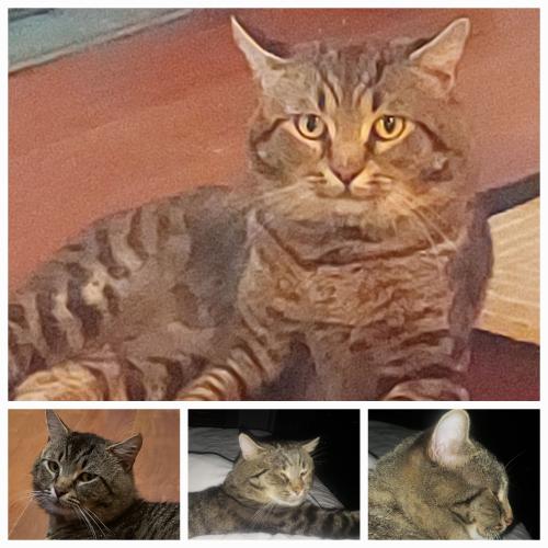 Lost Male Cat last seen Old Camden Rd and Hwy 24/27 E, Midland, NC 28107