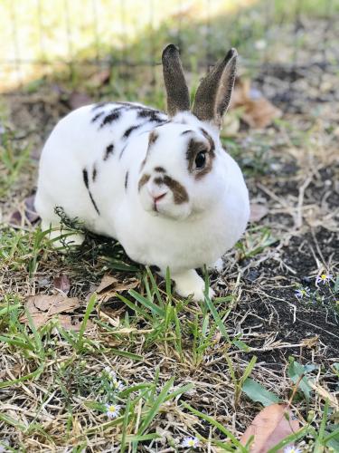 Lost Male Rabbit last seen Downtown Plano, Plano, TX 75074