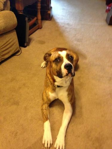 Lost Male Dog last seen s Lockburn ST and Kentucky Ave, Indianapolis, IN 46221