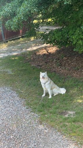 Lost Male Dog last seen E Oak Ave, Wake Forest , Wake Forest, NC 27587