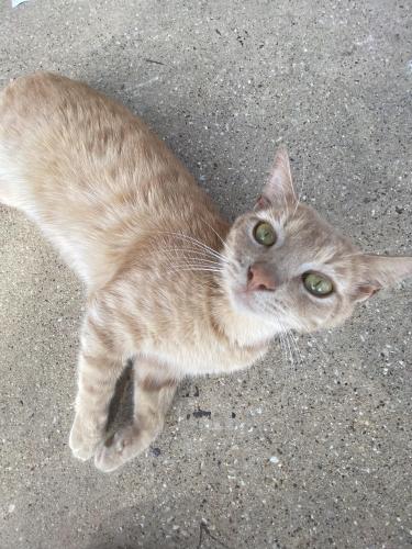 Lost Male Cat last seen Lucas lane and Chapman, North Richland Hills, TX 76182