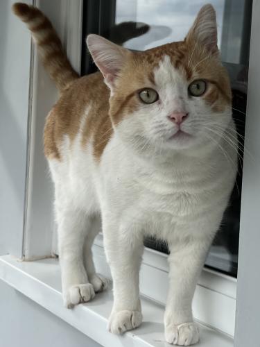 Lost Male Cat last seen Back of Salter Road, Tipton. , West Midlands, England DY4