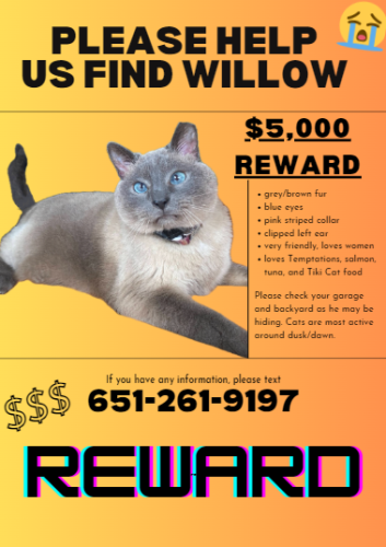 Lost Female Cat last seen Joshua Tree, Joshua Tree, CA 92252