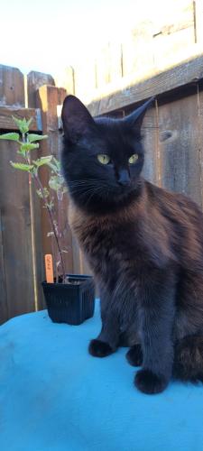 Lost Female Cat last seen Brookside AVE and Waverly Dr, Albany, OR 97322