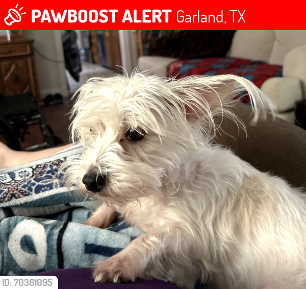 Lost Female Dog last seen Castle & country club , Garland, TX 75040