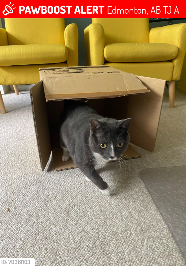 Lost Female Cat last seen Is probably lost around the area of our house, maybe a area of around 5 blocks, Edmonton, AB T6J 2A7