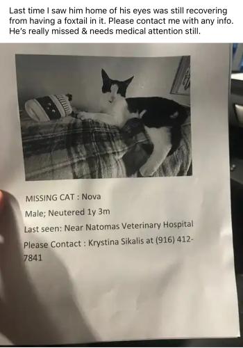 Lost Male Cat last seen Gateway Blvd & Del Paso Rd, Sacramento, CA 95834