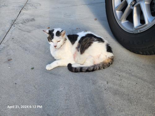 Lost Male Cat last seen Poĺly's Pies on Santa Maria and Moulton , Laguna Hills, CA 92653