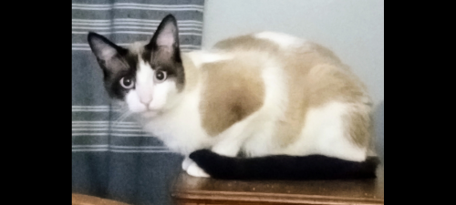 Lost Male Cat last seen North May Ave and NW 50th OKC, OK 73112, Oklahoma City, OK 73112