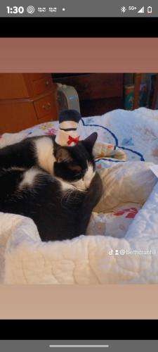 Lost Male Cat last seen 43rd Blue Ribbon indpls, Indianapolis, IN 46203