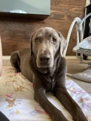 Lost Male Dog last seen Private property near EL24 Rd Deeth NV, Deeth, NV 89823