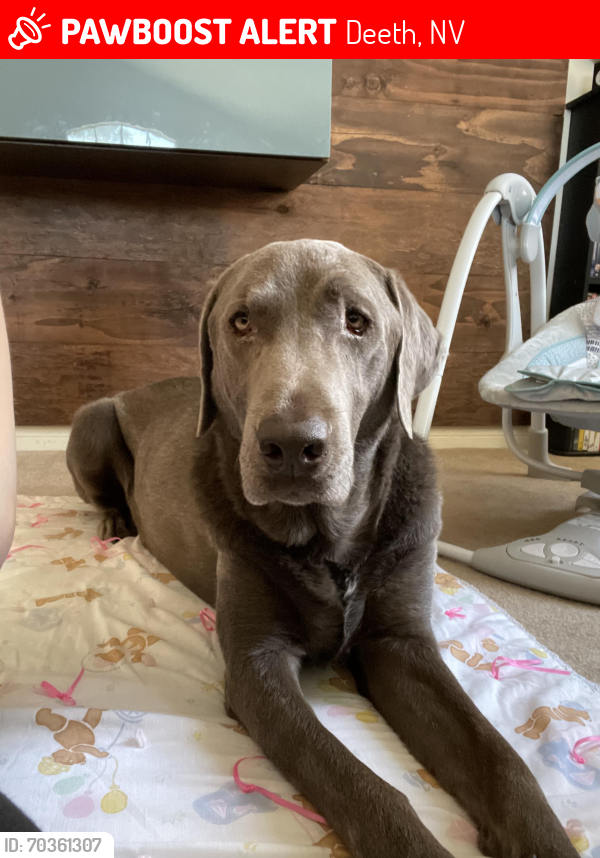 Lost Male Dog last seen Private property near EL24 Rd Deeth NV, Deeth, NV 89823