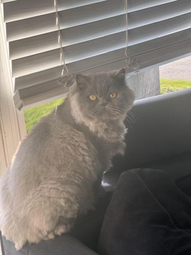 Lost Male Cat last seen Burns and bayview, Whitby, ON L1N 1C8