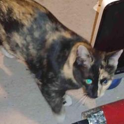 Lost Female Cat last seen Near W Calavar Rd. Phoenix, Az. 85053, Phoenix, AZ 85053