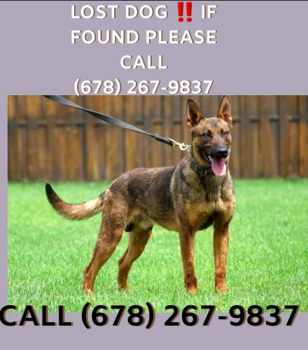 Lost Male Dog last seen Miramar pkwy, Miramar, FL 33029