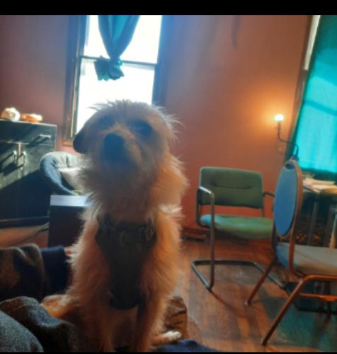 Lost Male Dog last seen Oxford, Indianapolis, IN 46203