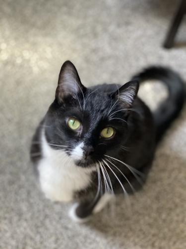 Lost Male Cat last seen 40th and Vallejo , Denver, CO 80211