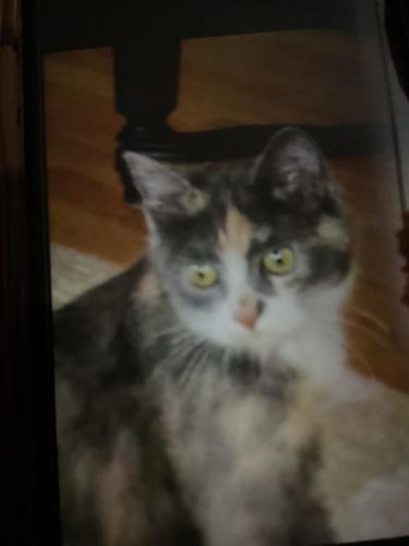 Lost Female Cat last seen Oakbrook area, Lakewood, WA 98498