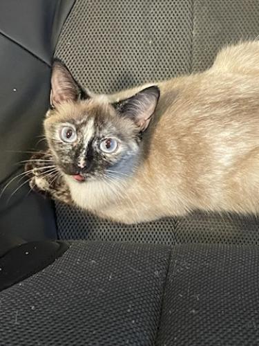 Lost Female Cat last seen Shoal creek and 169 , Kansas City, MO 64155