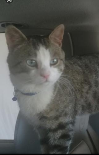 Lost Male Cat last seen UOP, Stockton, CA 95211
