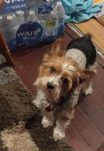 Lost Male Dog last seen Near block Melrose avenue , Indianapolis, IN 46241