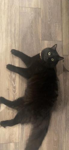 Lost Male Cat last seen s by the basketball court , Commerce City, CO 80022