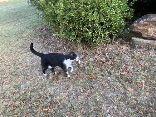 Lost Female Cat last seen Ivy Park Neighborhood , Kennesaw, GA 30144