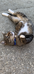 Lost Male Cat last seen Blithewood drive, Ferry Pass, FL 32514