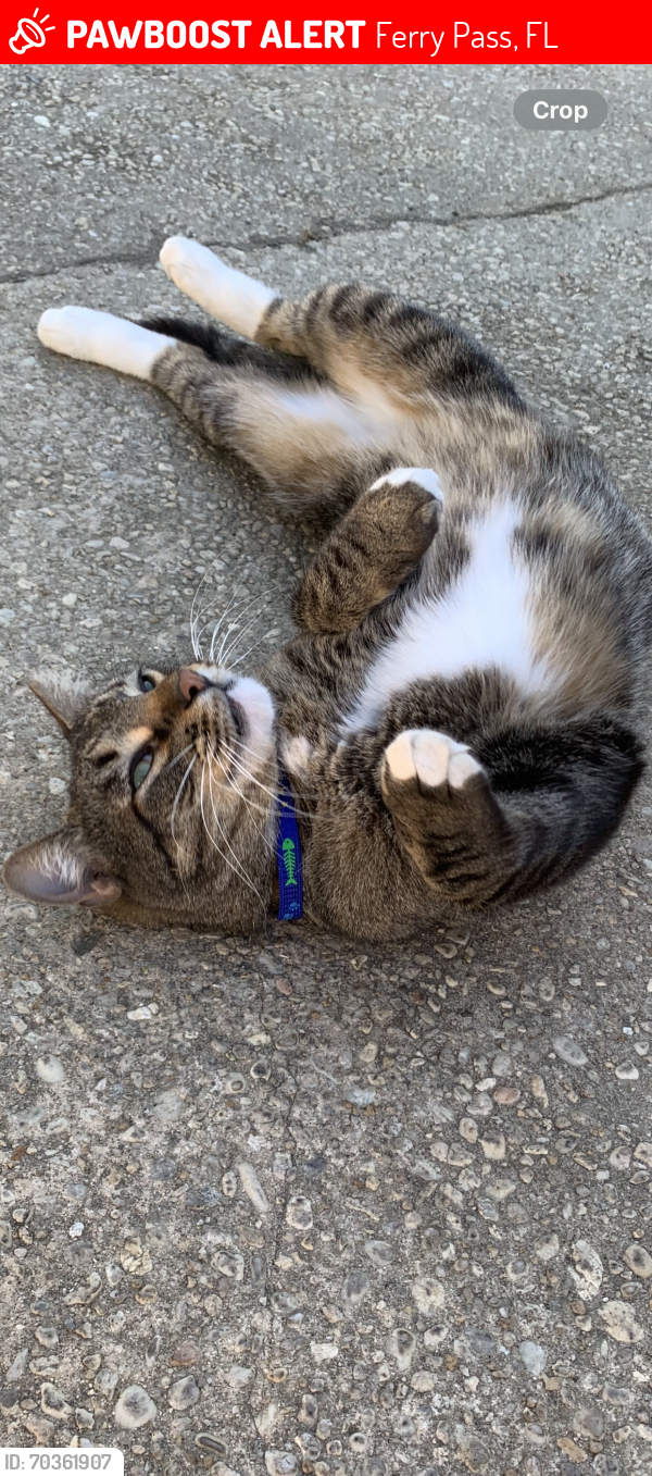Lost Male Cat last seen Blithewood drive, Ferry Pass, FL 32514